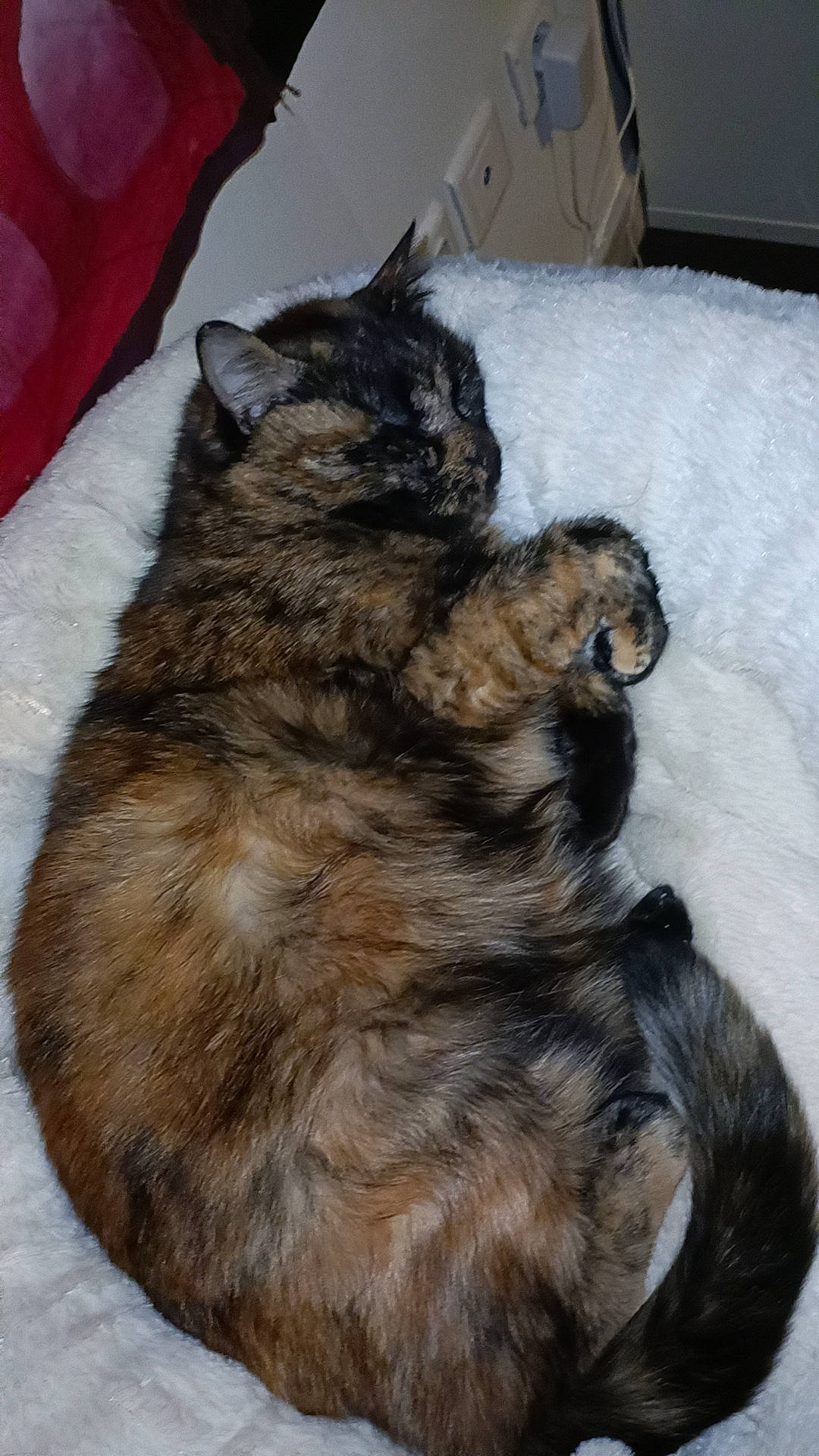 Taz participe au concours pour gagner de l'argent avec cette photo : carnivore, cat, claw, comfort, dog_breed, domestic_short_haired_cat, felidae, fur, grey, paw, small_to_medium_sized_cats, tail, terrestrial_animal, whiskers