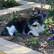 Bingo Boy is registered to the contest to win money with this photo: animal, black_and_white, cat, curious, flower_bed, fluffy, fur, garden, greenery, lying_down, nature, outdoor, pansies, pet, plants, purple_flowers, relaxed, sunlight, whiskers, wooden_border