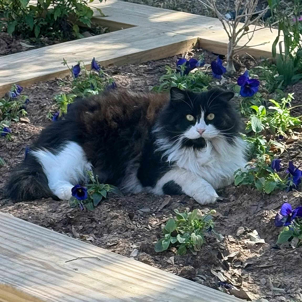 Bingo Boy is registered to the contest to win money with this photo: animal, black_and_white, cat, curious, flower_bed, fluffy, fur, garden, greenery, lying_down, nature, outdoor, pansies, pet, plants, purple_flowers, relaxed, sunlight, whiskers, wooden_border