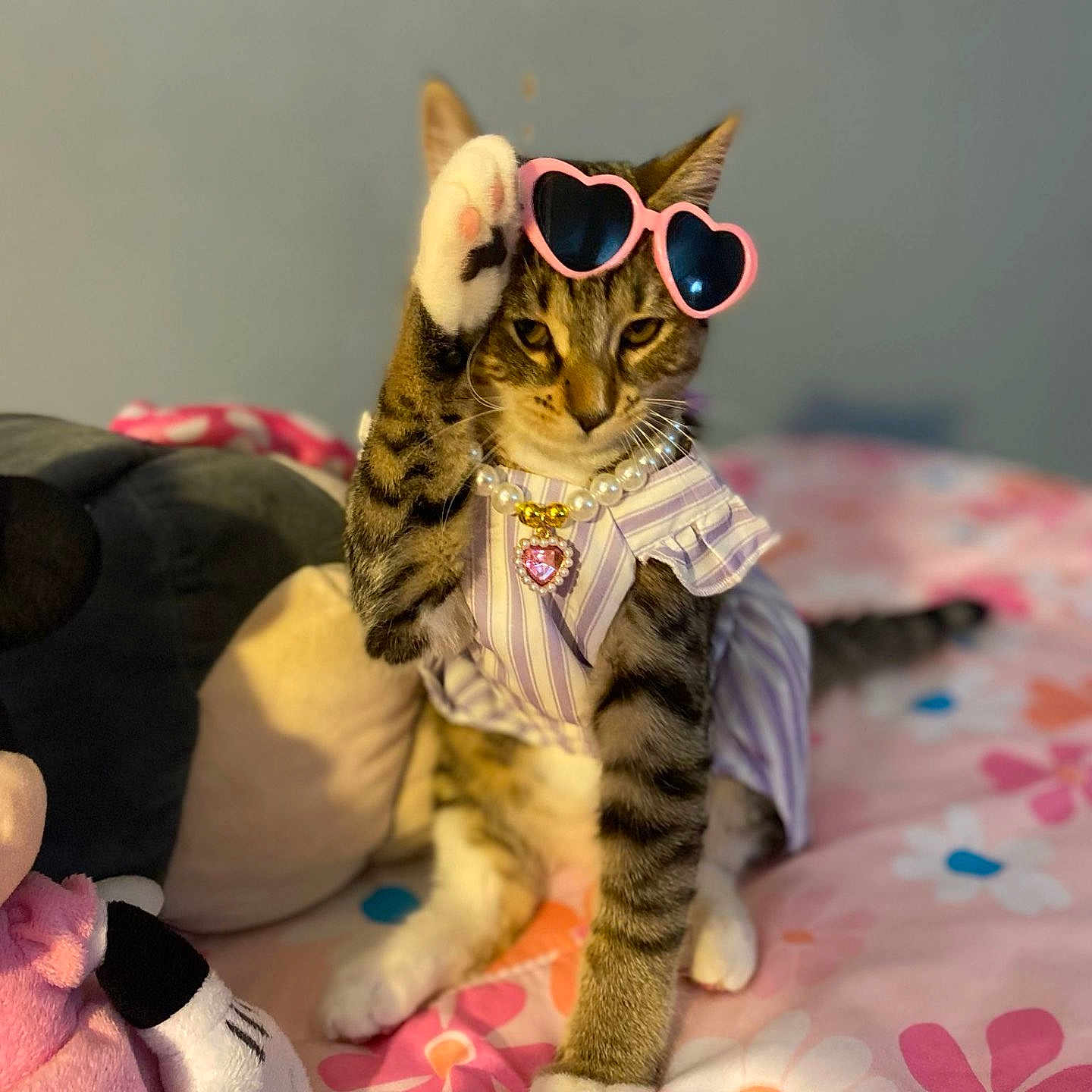Nala is registered to the contest to win money with this photo: accessory, animal, bedspread, cat, cute, feline, floral, heart_shaped, indoor, necklace, pearl, pet, pink, playful, plush_toy, portrait, raised_paw, striped, sunglasses, tabby