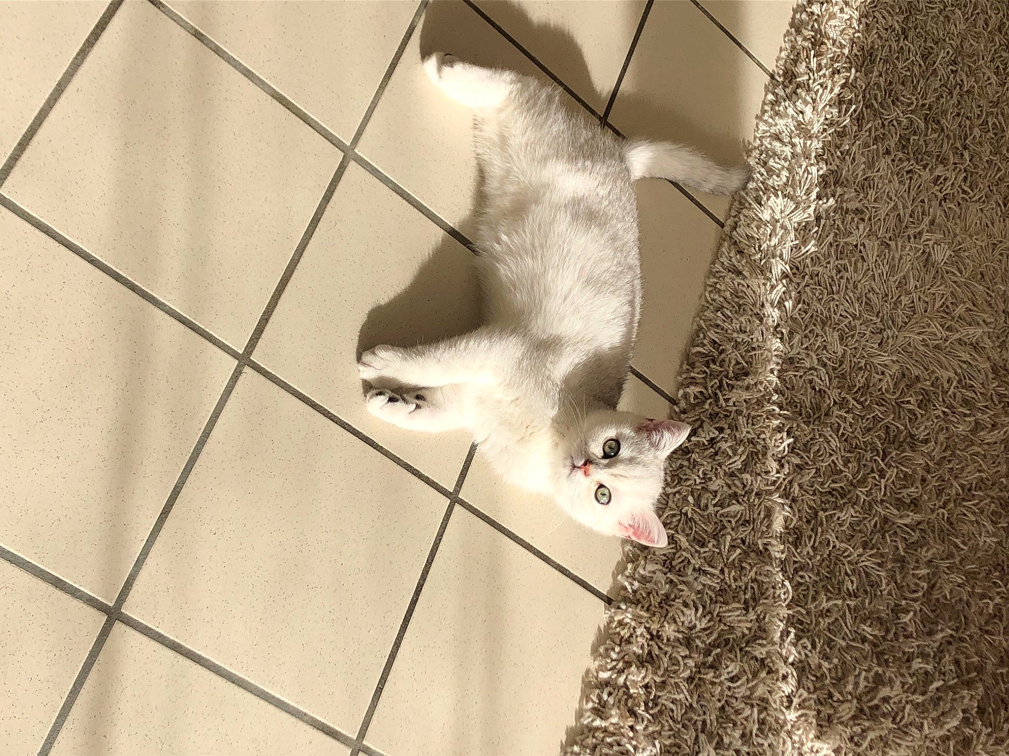 Perle a rejoint le concours — aidez-le/la à gagner de superbes lots ! cat, felidae, fur, kitten, line, small_to_medium_sized_cats, snout, tail, tile, whiskers