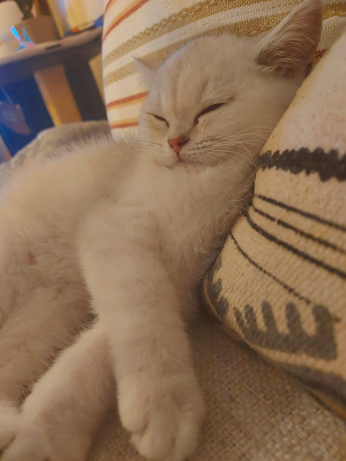 Perle participe au concours pour gagner de l'argent avec cette photo : asian, burmilla, carnivore, cat, claw, domestic_short_haired_cat, fawn, felidae, fur, khao_manee, kitten, mammal, paw, polydactyl_cat, small_to_medium_sized_cats, tail, turkish_angora, turkish_van, whiskers