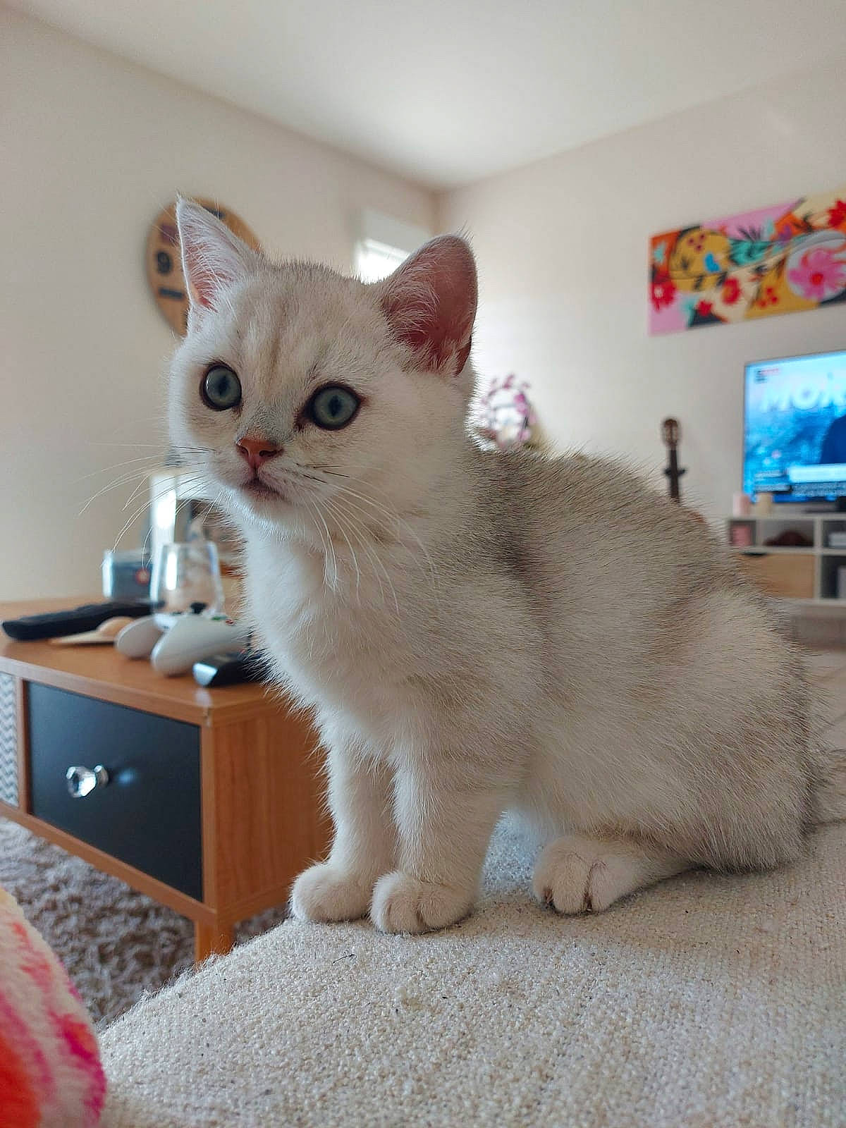 Perle a rejoint le concours — aidez-le/la à gagner de superbes lots ! asian, asian_semi_longhair, australian_mist, british_semi_longhair, burmilla, carnivore, cat, domestic_short_haired_cat, fawn, felidae, kitten, mammal, munchkin, singapura, small_to_medium_sized_cats, turkish_angora, vertebrate, whiskers