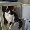 cat, black_and_white, pet, curious, freezer, appliance, indoor, home, animal, feline, door, white, black, looking_up, sitting, fur, whiskers, tail, domestic, household