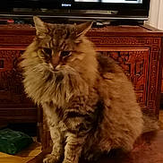 Wilko participe au concours pour gagner de l'argent avec cette photo : cat, tabby, fluffy, longhaired, pet, animal, sitting, indoors, living_room, television, wooden_furniture, ornate, brown_fur, striped_fur, whiskers, ears, paws, portrait, home, serious_expression