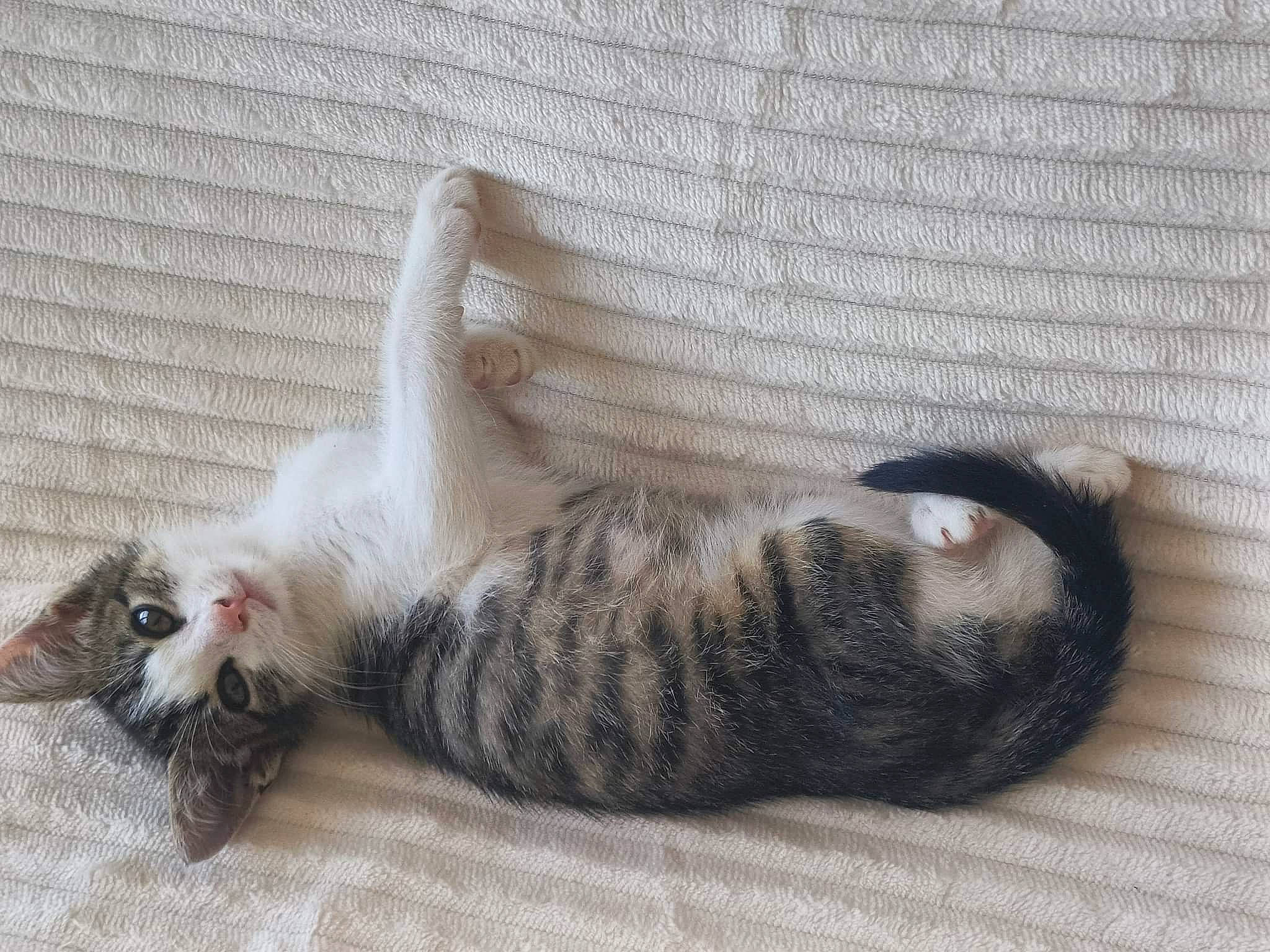 Appa a rejoint le concours — aidez-le/la à gagner de superbes lots ! carnivore, cat, cat_supply, cat_toy, claw, comfort, domestic_short_haired_cat, fawn, felidae, foot, fur, grey, nap, paw, small_to_medium_sized_cats, snout, tail, whiskers