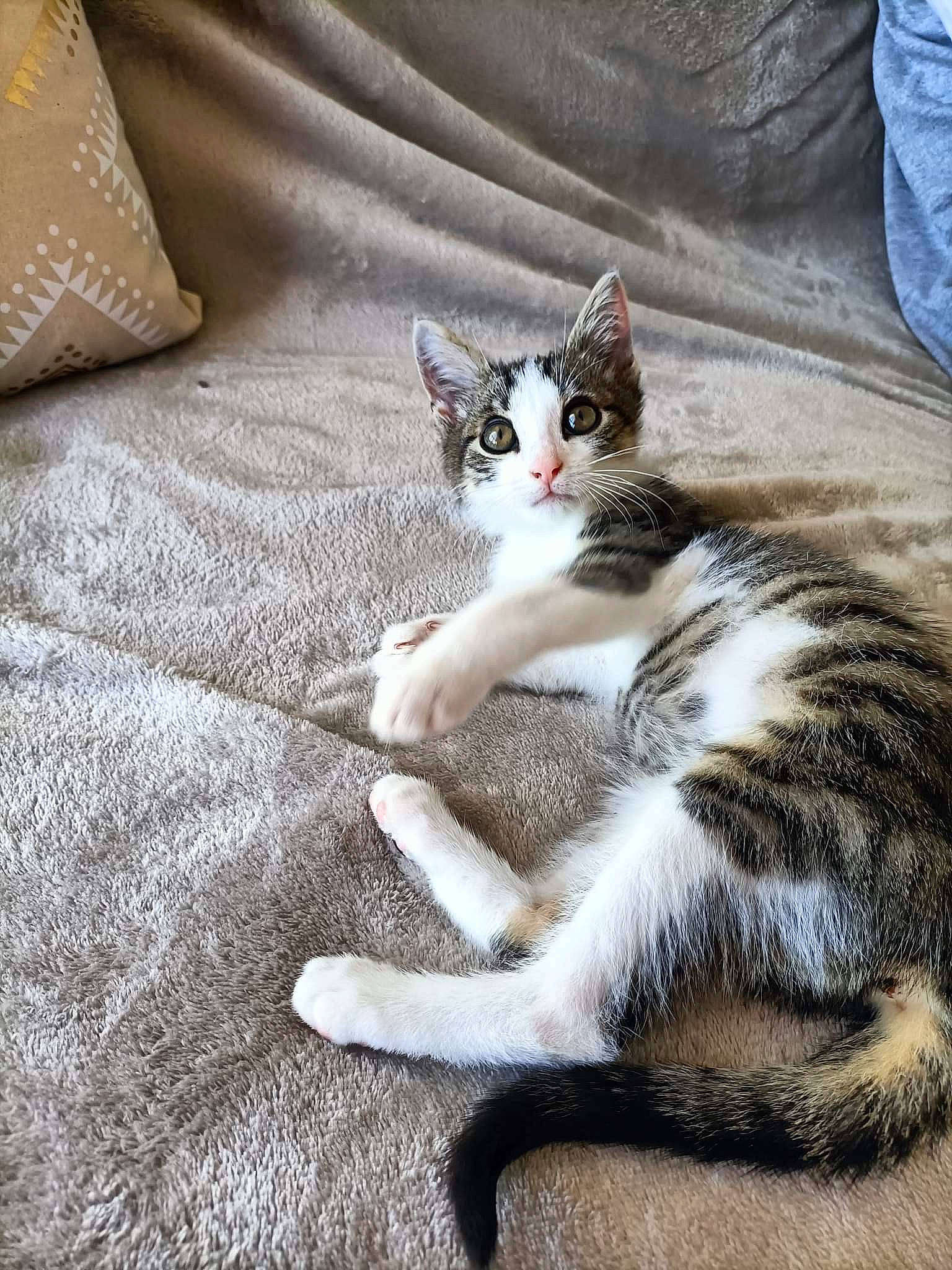 Appa participe au concours pour gagner de l'argent avec cette photo : bedding, carnivore, cat, claw, comfort, domestic_short_haired_cat, felidae, flooring, foot, fur, grey, linens, paw, sitting, small_to_medium_sized_cats, tail, whiskers, wood