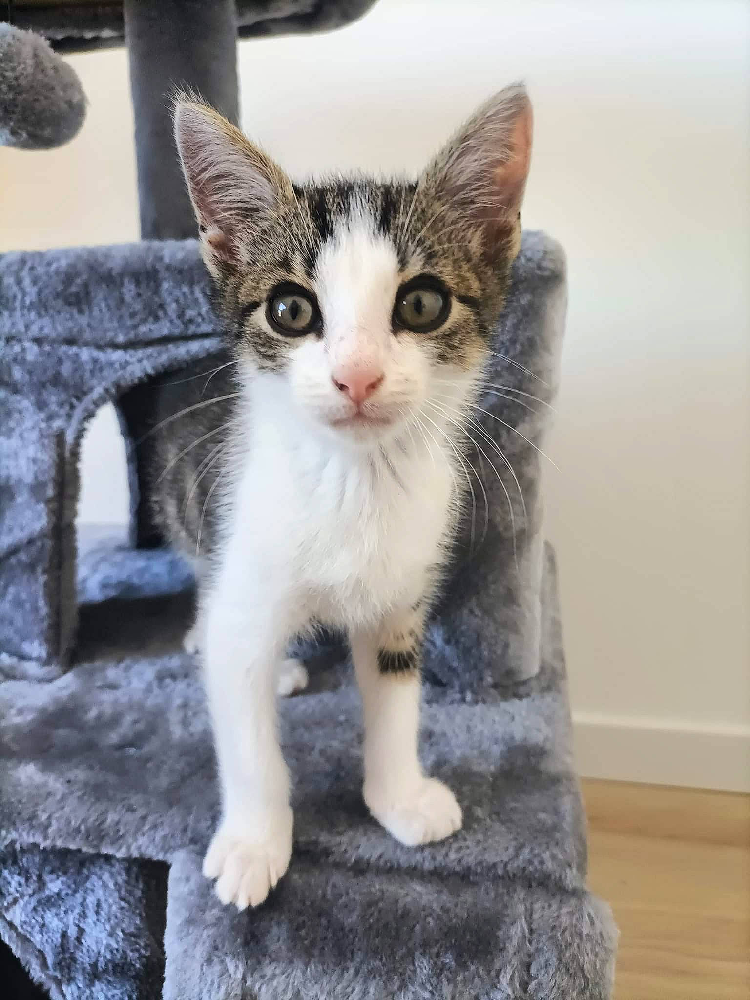 Appa a rejoint le concours — aidez-le/la à gagner de superbes lots ! carnivore, cat, claw, domestic_short_haired_cat, felidae, foot, fur, grey, paw, sitting, small_to_medium_sized_cats, snout, tail, whiskers