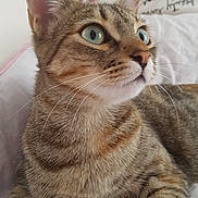 Naya a rejoint le concours — aidez-le/la à gagner de superbes lots ! carnivoran, cat, cat_like_mammal, claw, domestic_short_haired_cat, dragon_li, european_shorthair, fauna, fur, kitten, paw, small_to_medium_sized_cats, snout, tabby_cat, whiskers
