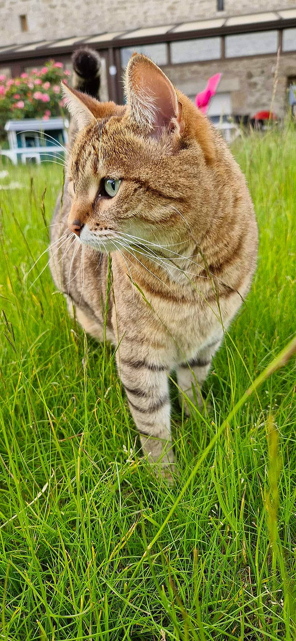 Athéna participe au concours pour gagner de l'argent avec cette photo : carnivore, cat, domestic_short_haired_cat, fawn, felidae, fur, grass, grass_family, grassland, groundcover, plant, sitting, small_to_medium_sized_cats, snout, tail, terrestrial_animal, tree, whiskers, wildlife, wood