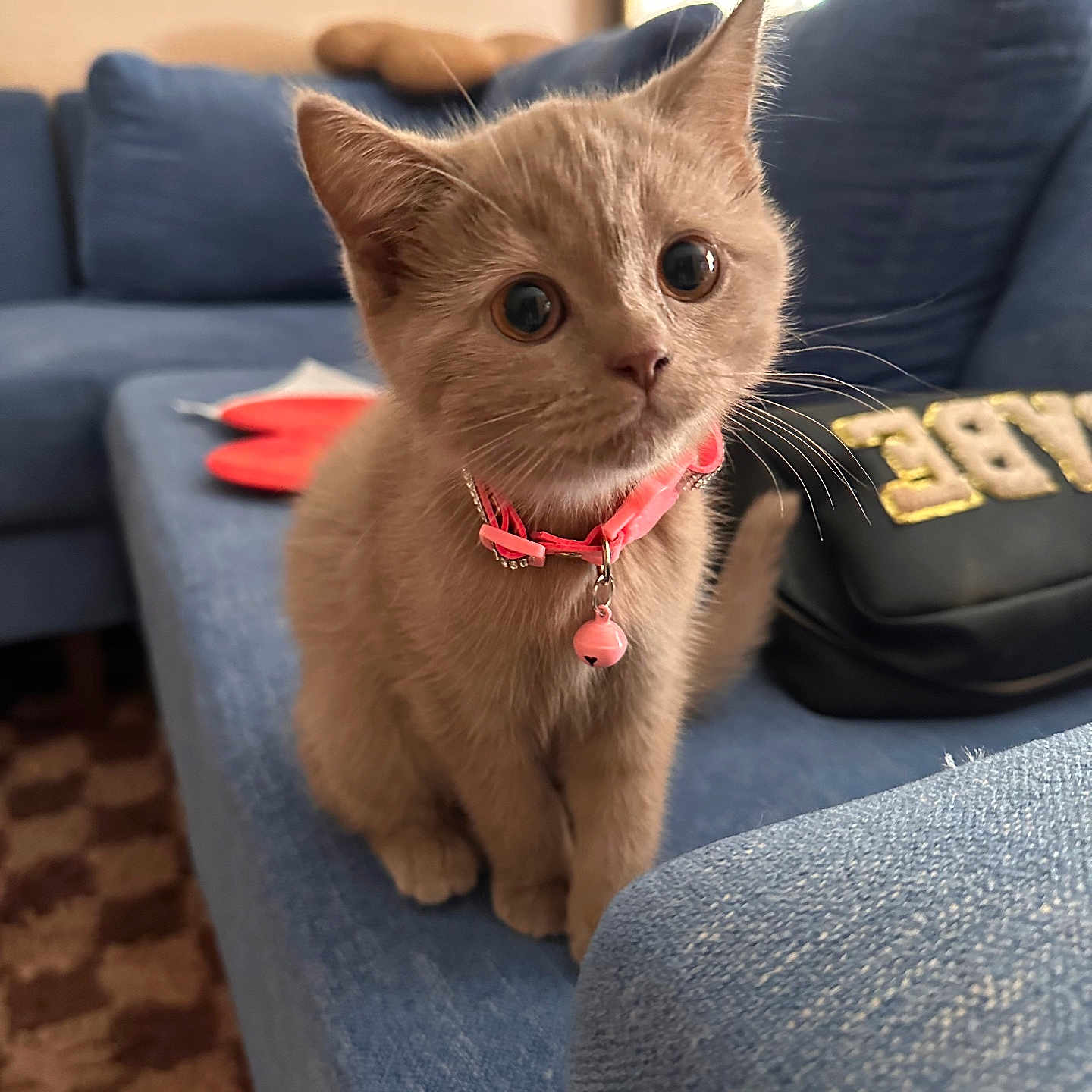 Willow joined the competition — help win amazing prizes! abyssinian, accessories, animal, architecture, bag, building, cat, chair, couch, cushion, furniture, handbag, homedecor, indoors, interiordesign, kitten, livingroom, manx, pet, room