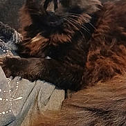 Bear joined the competition — help win amazing prizes! cat, black_cat, fluffy, pet, animal, feline, fur, whiskers, relaxing, indoor, cozy, closeup, mammal, lying_down, cute, portrait, resting, domestic_animal, soft, sleepy