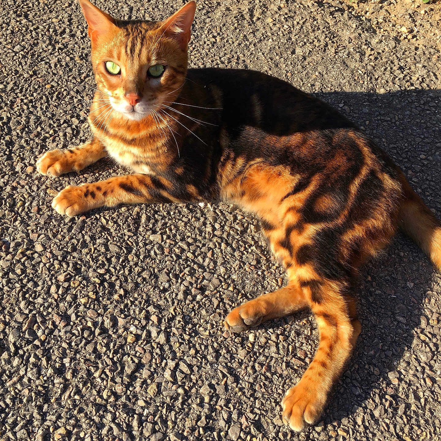 Mozart participe au concours pour gagner de l'argent avec cette photo : abyssinian, accessories, animal, cat, gravel, kitten, leash, manx, pet, road, slate, soil, strap, tarmac