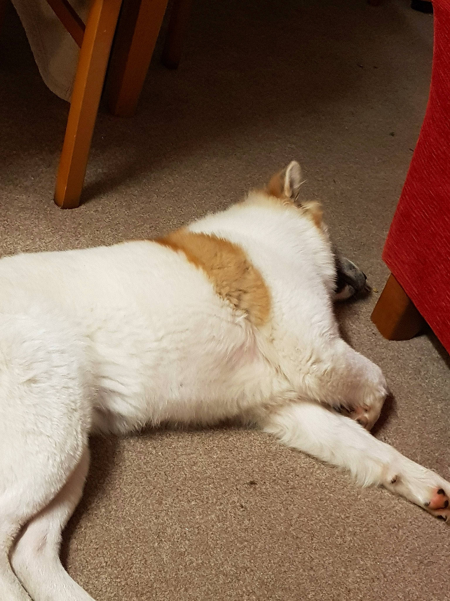 Kelly is registered to the contest to win money with this photo: canidae, carnivore, cat, companion_dog, dog, dog_breed, floor, mammal, paw, tail, thai_bangkaew_dog