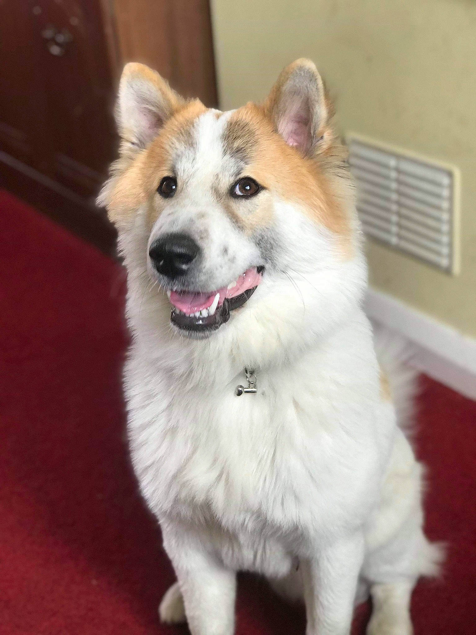 Kelly is registered to the contest to win money with this photo: akita, ancient_dog_breeds, canaan_dog, canidae, carnivore, companion_dog, dog, dog_breed, elo, icelandic_sheepdog, mammal, norwegian_buhund, rare_breed_dog, snout, thai_bangkaew_dog, vertebrate
