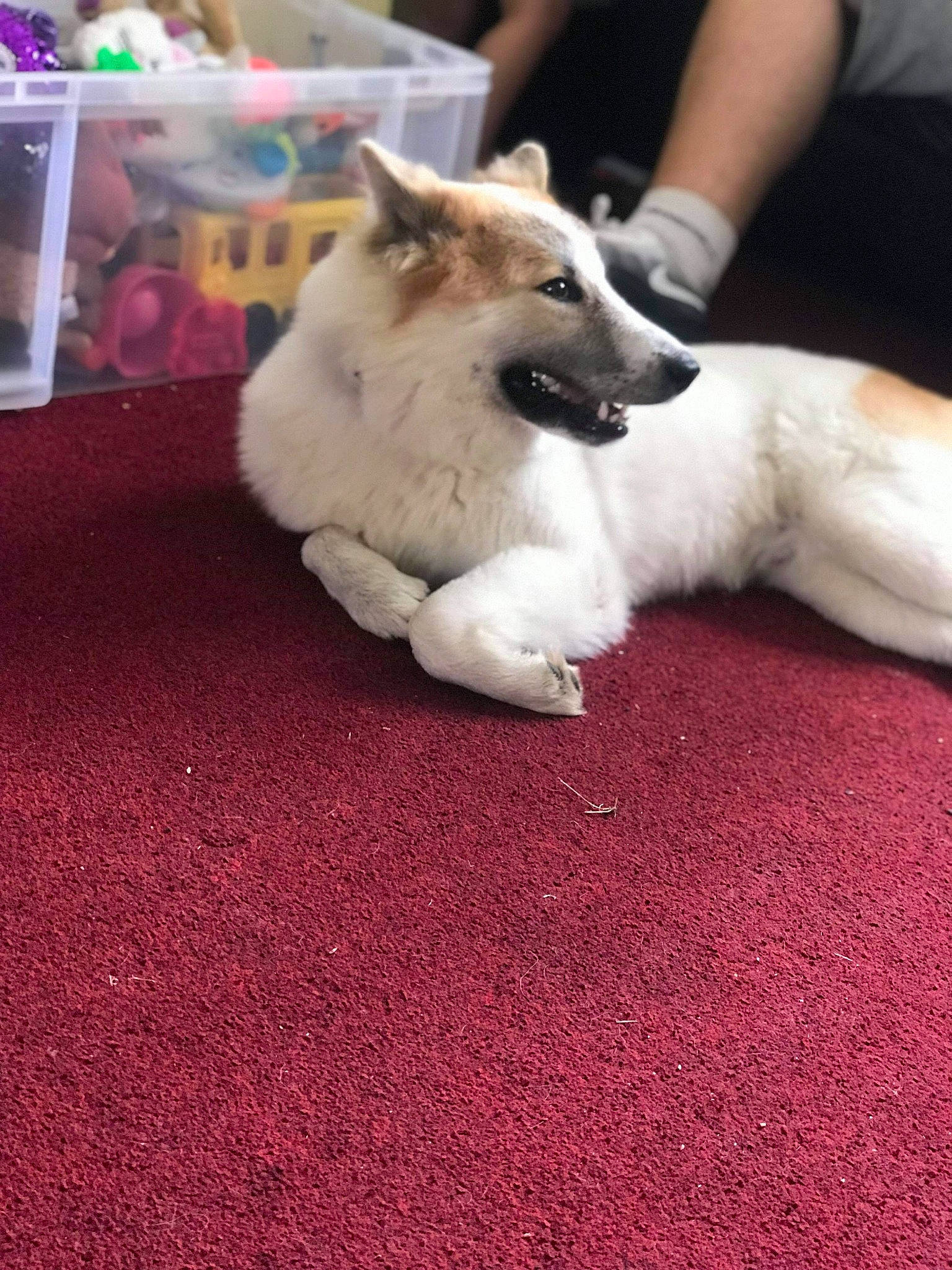 Kelly is registered to the contest to win money with this photo: akita, canidae, carnivore, companion_dog, dog, dog_breed, fawn, mammal, non_sporting_group, pembroke_welsh_corgi, puppy, vertebrate