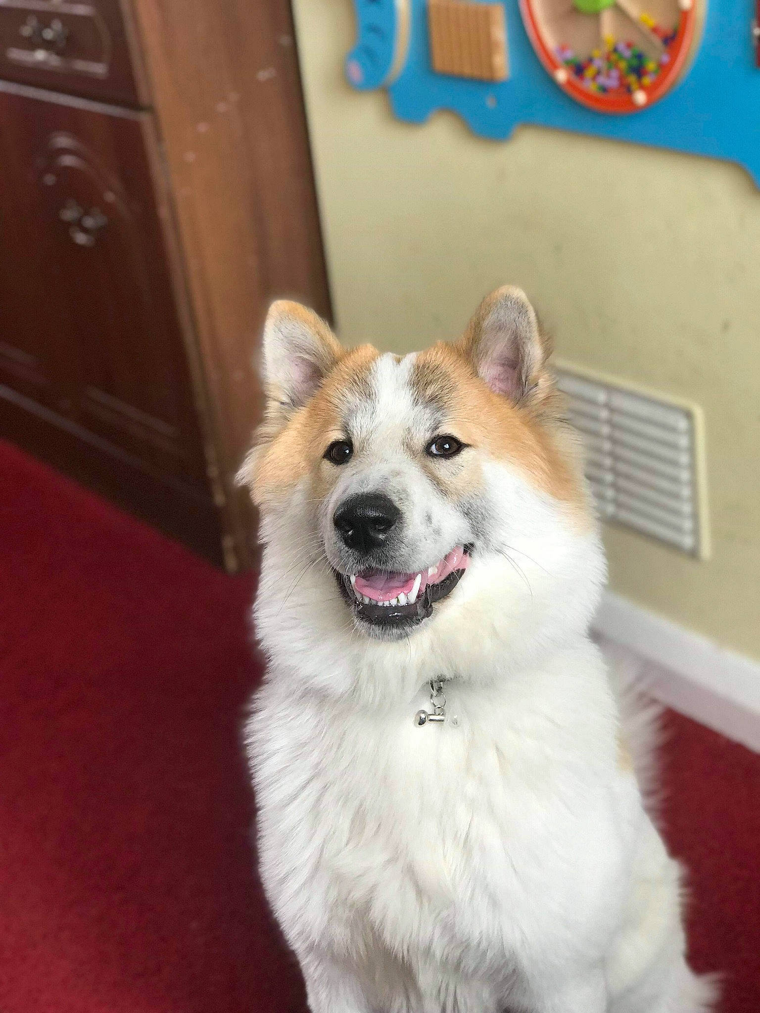 Kelly joined the competition — help win amazing prizes! akita, akita_inu, ancient_dog_breeds, canidae, carnivore, companion_dog, dog, dog_breed, elo, eurasier, fawn, icelandic_sheepdog, mammal, norwegian_buhund, rare_breed_dog, thai_bangkaew_dog, vertebrate