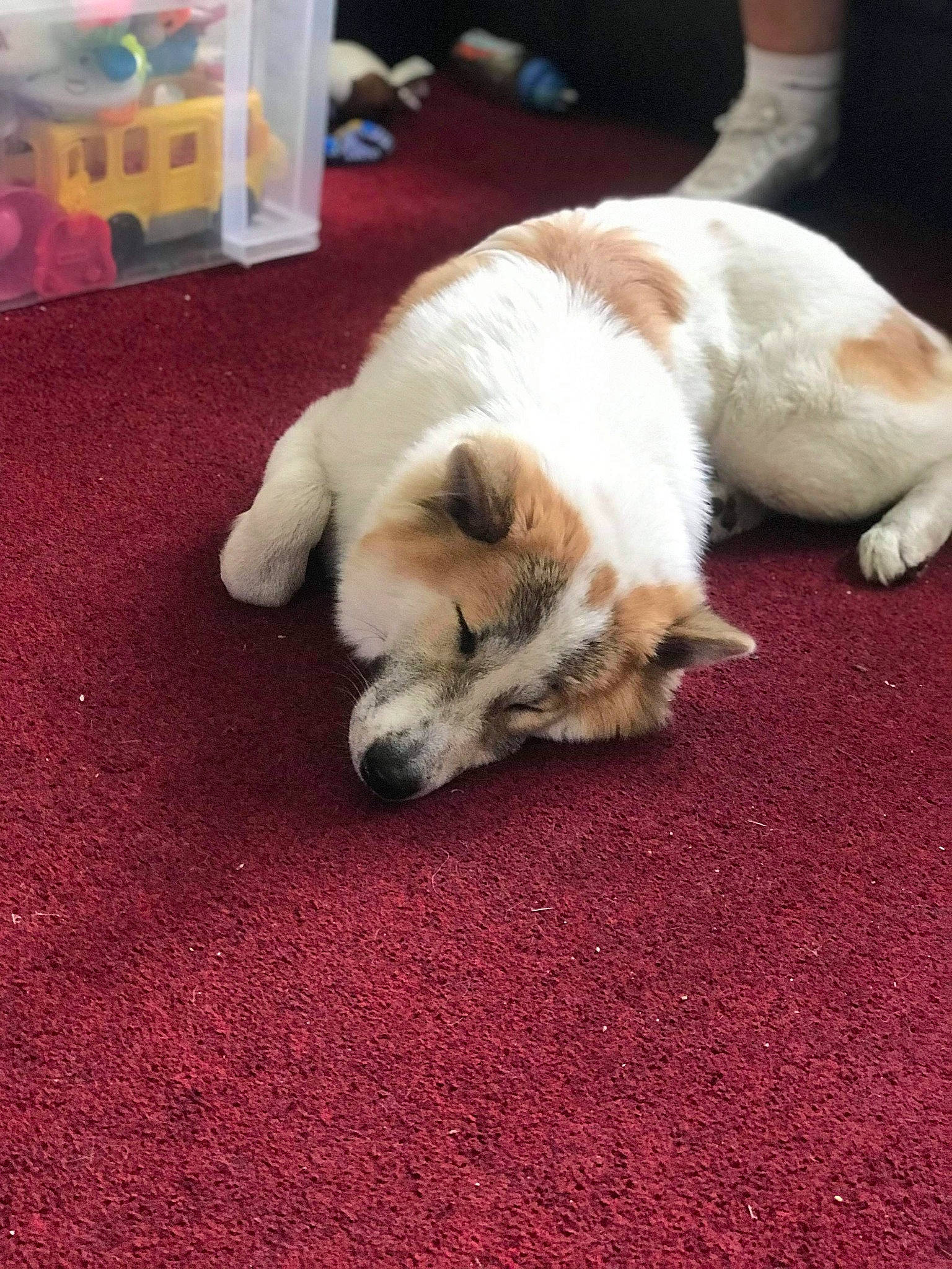 Kelly is registered to the contest to win money with this photo: canidae, carnivore, companion_dog, dog, dog_breed, fur, paw, play, puppy, puppy_love, thai_bangkaew_dog