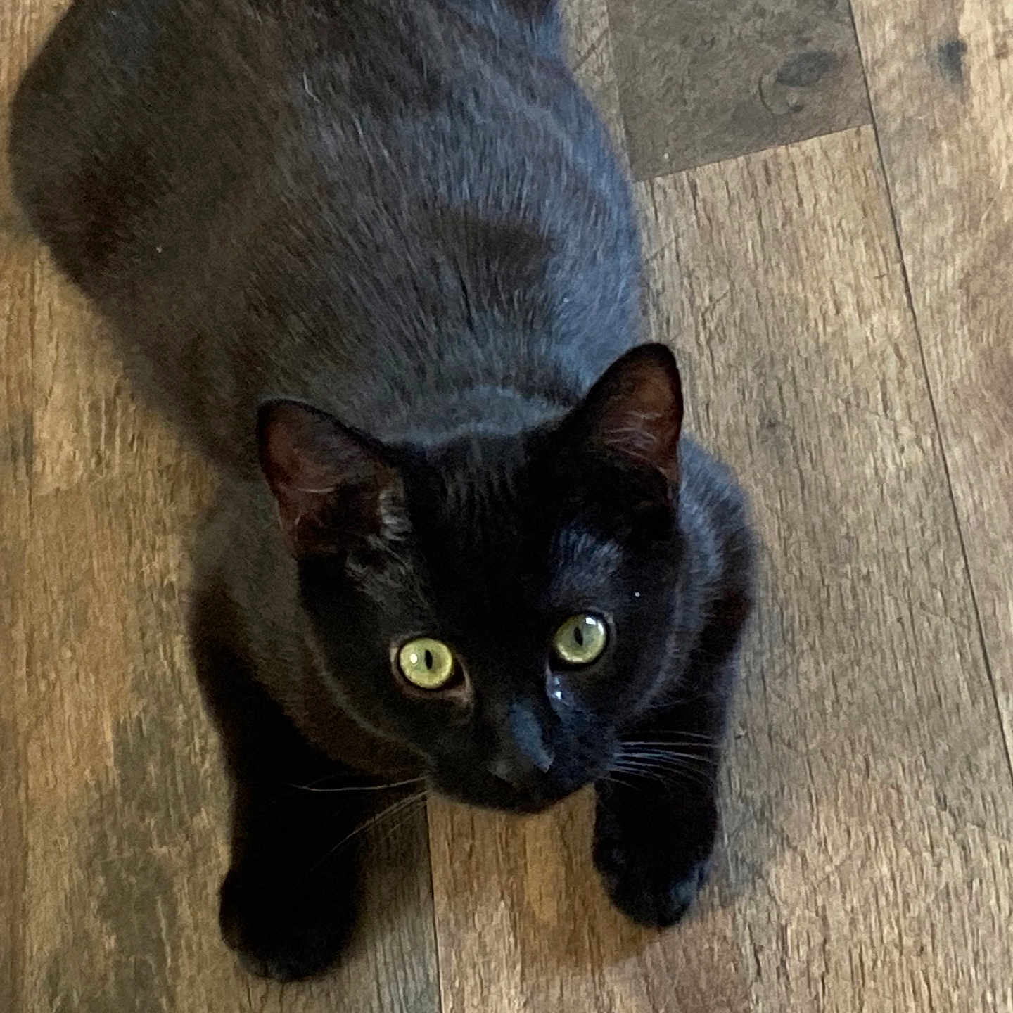Sir is registered to the contest to win money with this photo: alert, animal, black_cat, cat, closeup, crouching, cute, domestic_cat, feline, flooring, fur, green_eyes, house_pet, indoor, looking_up, mammal, pet, playful, whiskers, wooden_floor