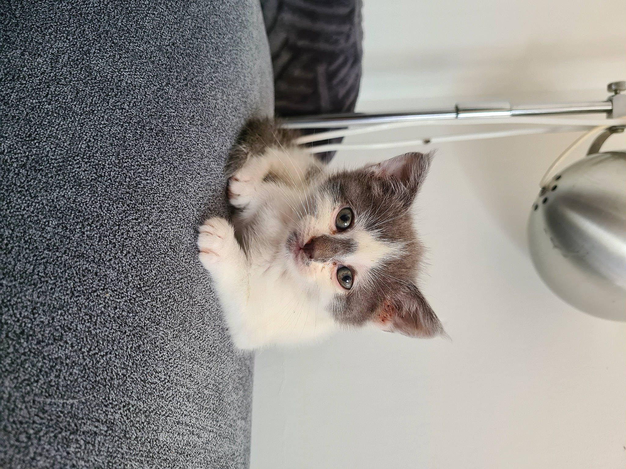 Tchoupi participe au concours pour gagner de l'argent avec cette photo : canidae, carnivore, cat, claw, domestic_short_haired_cat, fawn, felidae, fur, grey, hamster, metal, mouse, paw, photo_caption, puppy, rodent, small_to_medium_sized_cats, snout, tail, whiskers