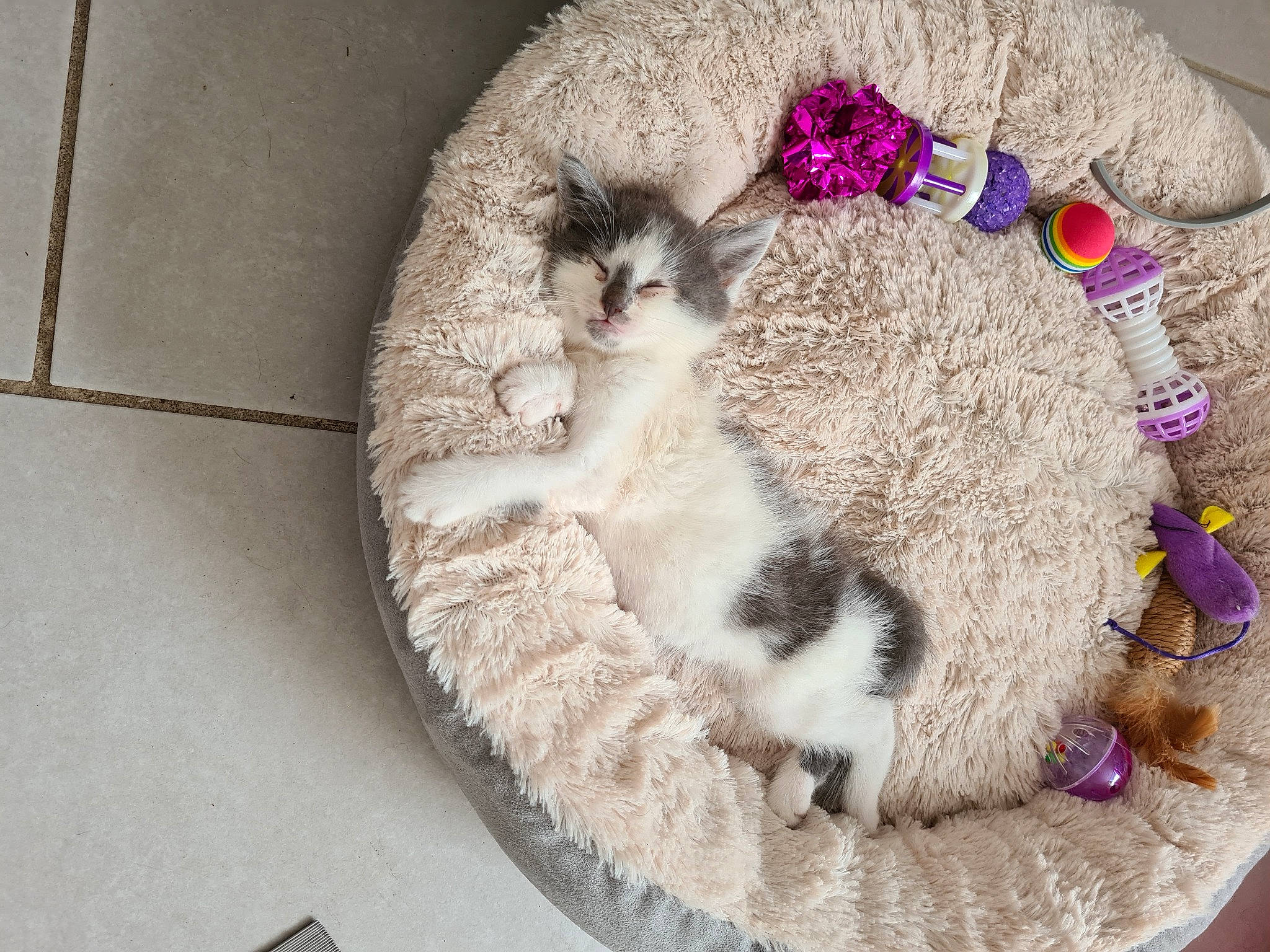 Tchoupi participe au concours pour gagner de l'argent avec cette photo : bag, carnivore, cat, cat_bed, comfort, fashion_accessory, fawn, felidae, flower, fur, gunny_sack, hat, linens, paw, plant, small_to_medium_sized_cats, toy, whiskers, wool, woolen