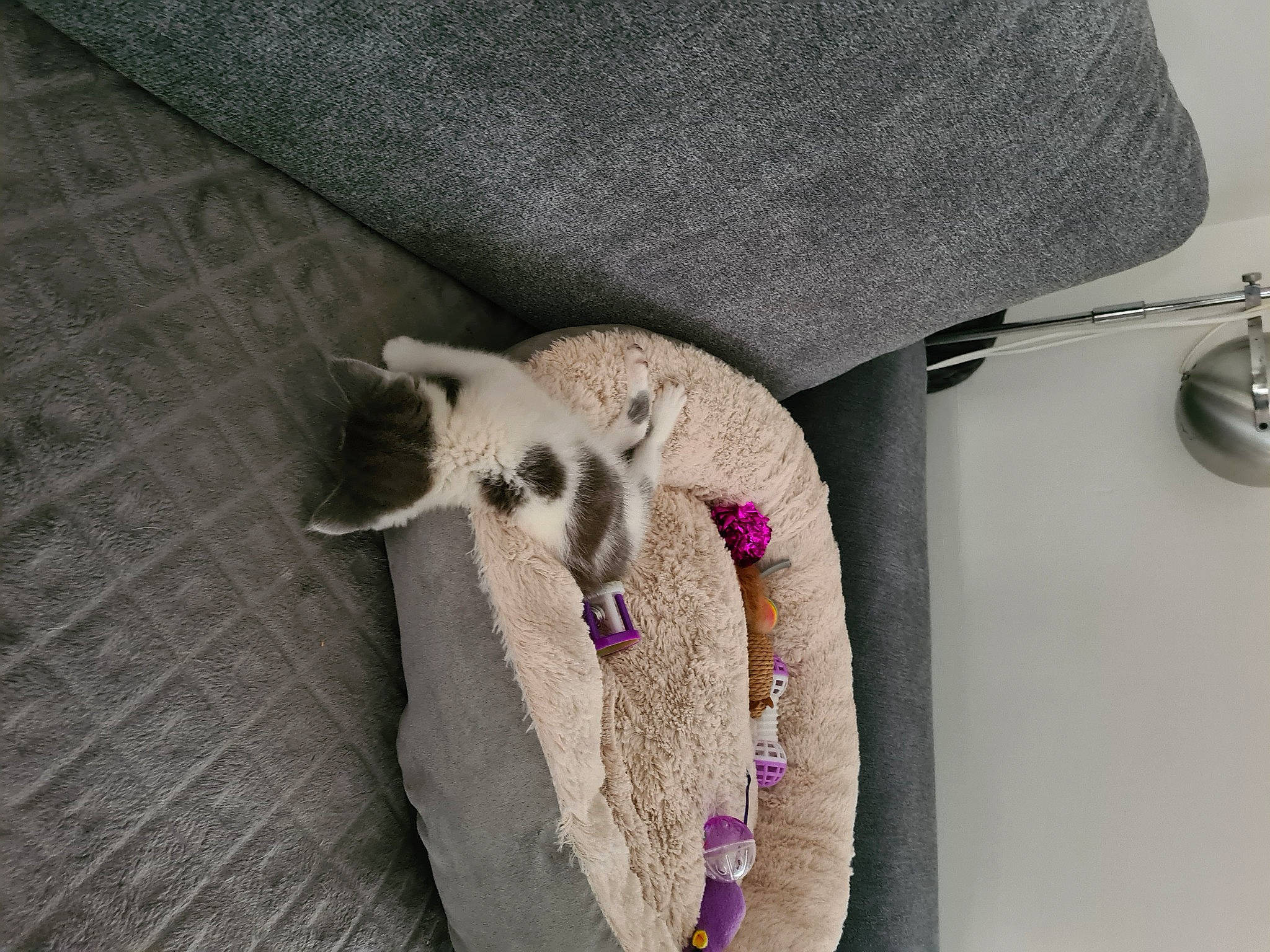 Tchoupi a rejoint le concours — aidez-le/la à gagner de superbes lots ! bag, carnivore, cat, comfort, couch, fashion_accessory, fawn, felidae, flooring, fur, grey, linens, luggage_and_bags, pet_supply, small_to_medium_sized_cats, stuffed_toy, tail, textile, wool, woolen