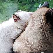 Gizmo is registered to the contest to win money with this photo: cat, kitten, siamese_cat, sleeping, snuggling, window, glass, green_background, fur, whiskers, pet, animal, cozy, nap, indoor, backlit, portrait, pair, mammal, companion