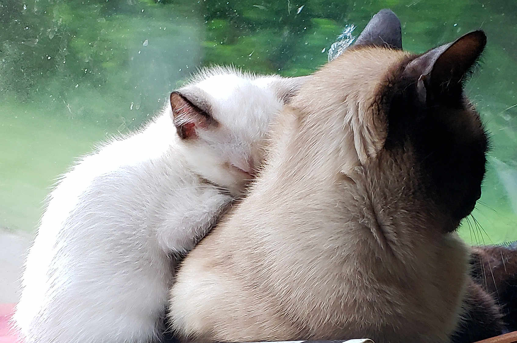 Gizmo is registered to the contest to win money with this photo: cat, kitten, siamese_cat, sleeping, snuggling, window, glass, green_background, fur, whiskers, pet, animal, cozy, nap, indoor, backlit, portrait, pair, mammal, companion