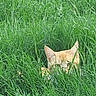 cat, orange_cat, grass, greenery, outdoor, nature, animal, pet, wildlife, camouflage, peek, feline, ears, hidden, plants, field, summer, daylight, curious, mammal
