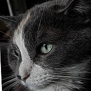 Mouse is registered to the contest to win money with this photo: animal, cat, close_up, cute, dark_background, ears, feline, fur, gray_cat, green_eyes, indoor, looking_away, muzzle, nostrils, pet, portrait, profile, soft_light, whiskers, white_fur
