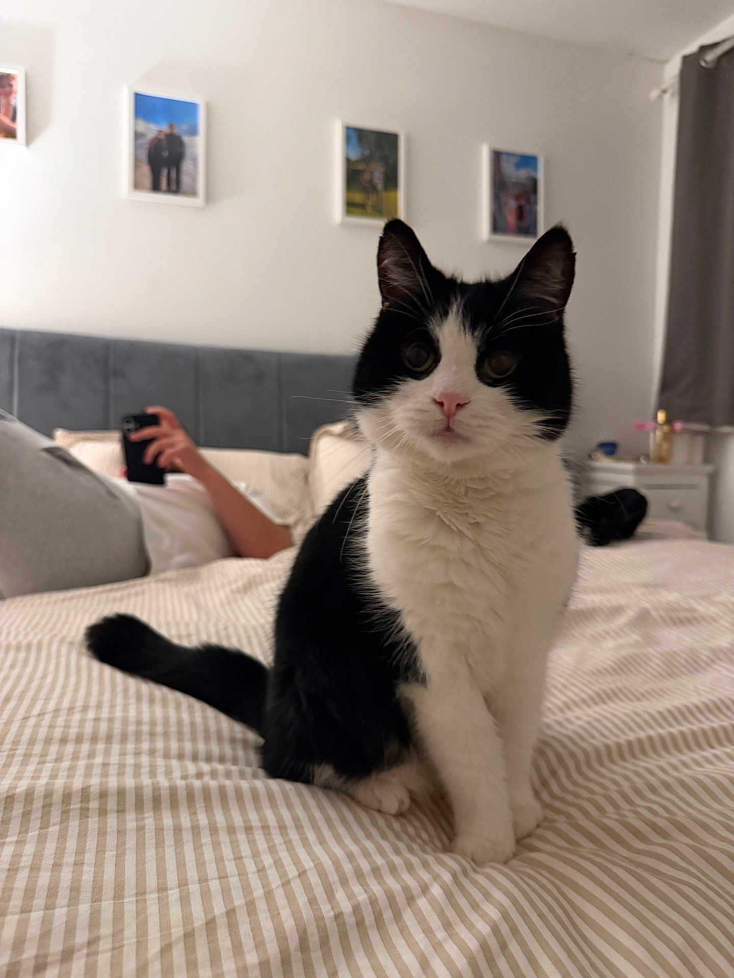 Bobbie is registered to the contest to win money with this photo: cat, black_and_white_cat, bedroom, bed, striped_bedspread, person, phone, wall_photos, headboard, curtains, furniture, indoor, pet, animal, domestic_animal, feline, sitting, looking_at_camera, relaxed, cozy
