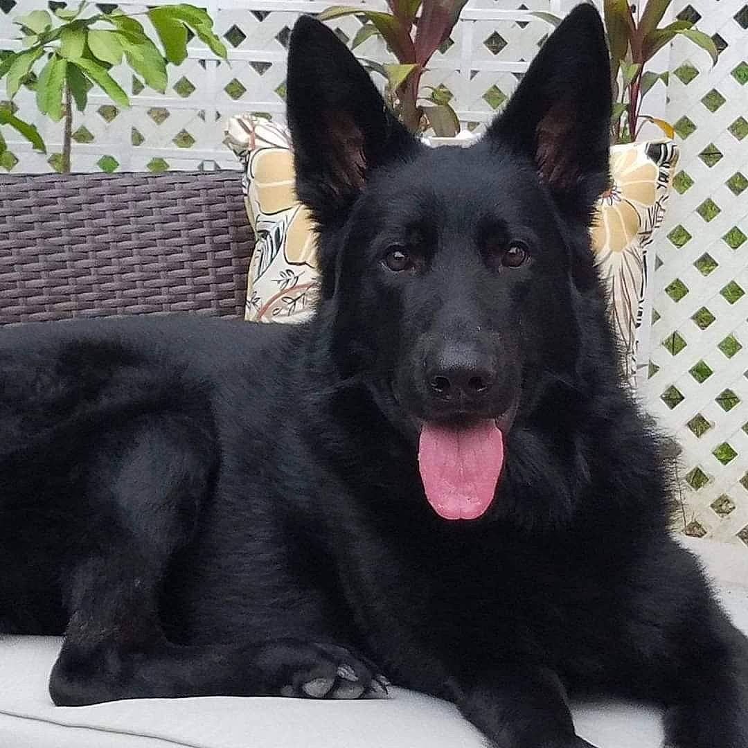 Kolbolt joined the competition — help win amazing prizes! black, black_norwegian_elkhound, canidae, carnivore, collar, companion_dog, dog, dog_breed, fur, guard_dog, herding_dog, king_shepherd, organ, pet_supply, snout, sporting_group, tongue, vertebrate, working_animal, working_dog