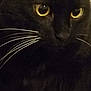 éline participe au concours pour gagner de l'argent avec cette photo : animal, animal_eyes, black_cat, black_fur, cat, close_up, cute, dark, face, feline, focused, fur, indoor, looking, mystery, pet, portrait, whisker_detail, whiskers, yellow_eyes