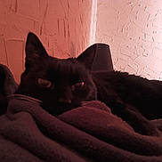 éline participe au concours pour gagner de l'argent avec cette photo : animal, black_cat, blanket, cat, close_up, comfort, cozy, feline, fur, indoor, pet, quiet, relaxation, resting, shadow, sleepy, soft_texture, wall_texture, warm_light, whiskers