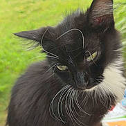 Syla is registered to the contest to win money with this photo: cat, black_cat, white_fur, green_eyes, whiskers, outdoor, grass, pet, animal, feline, cute, curious, portrait, fur, close_up, nature, playful, domestic_animal, young_cat, looking_up