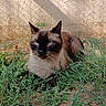 animal, blue_eyes, cat, closeup, ears, feline, fur, grass, mammal, nature, outdoor, pet, relaxing, resting, shadow, siamese_cat, sunlight, texture, wall, whiskers