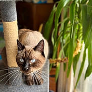Snow participe au concours pour gagner de l'argent avec cette photo : alert, animal, blue_eyes, cat, cat_tree, closeup, crouching, cute, daylight, domestic_cat, feline, fur, gray, houseplant, indoor, pet, portrait, siamese_cat, whiskers, window