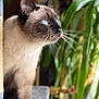Snow a rejoint le concours — aidez-le/la à gagner de superbes lots ! animal, blue_eyes, cat, close_up, cozy, curious, domestic, feline, fur, greenery, indoor, natural_light, pet, plant, portrait, siamese_cat, side_view, soft_focus, whiskers, window