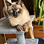 Snow participe au concours pour gagner de l'argent avec cette photo : animal, blue_eyes, cat, cat_tree, close_up, cute, domestic_cat, focused, fur, furniture, fuzzy_toy, indoor, indoor_plant, mammal, paws, perch, pet, relaxed, siamese_cat, whiskers