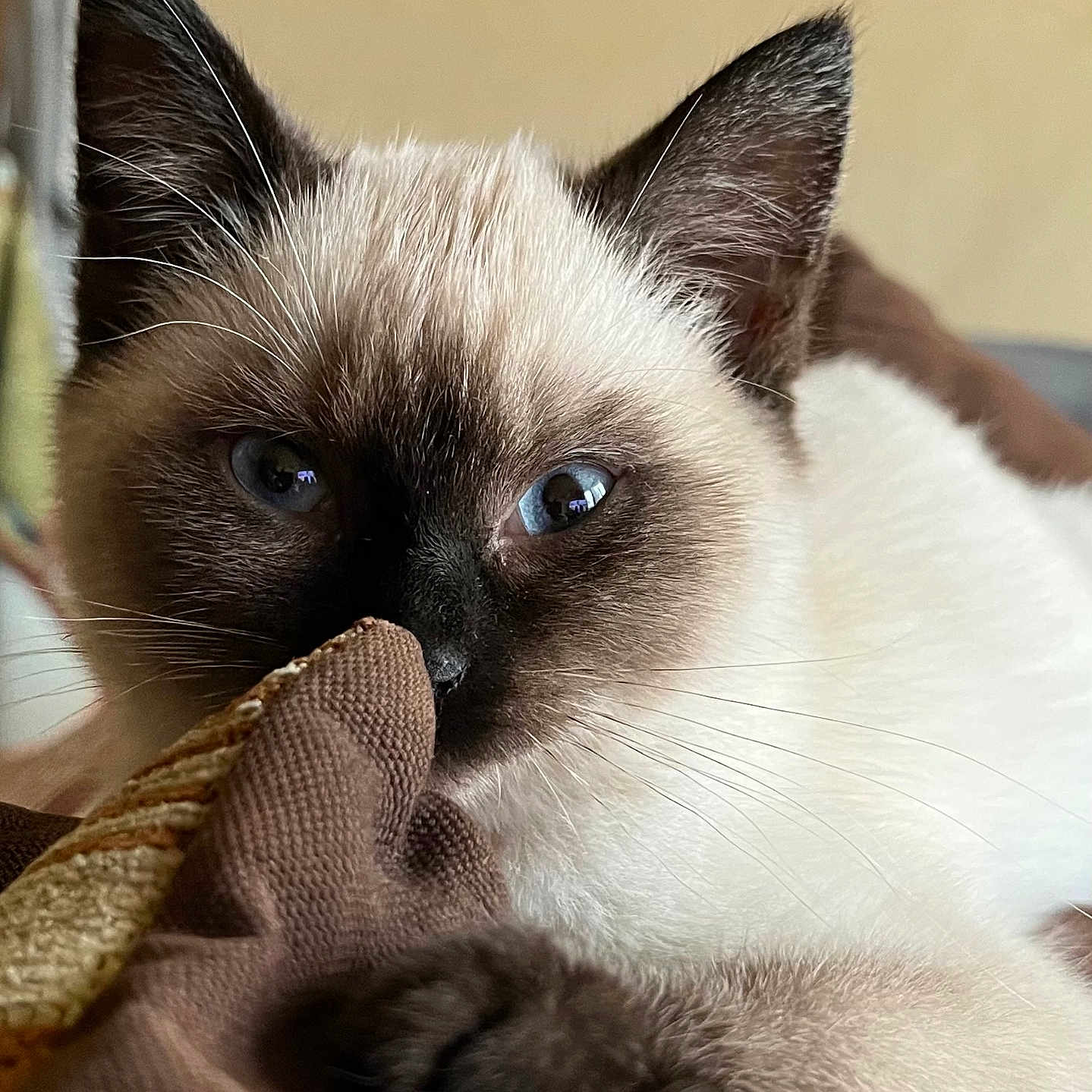 Snow a rejoint le concours — aidez-le/la à gagner de superbes lots ! animal, cat, kitten, pet, siamese