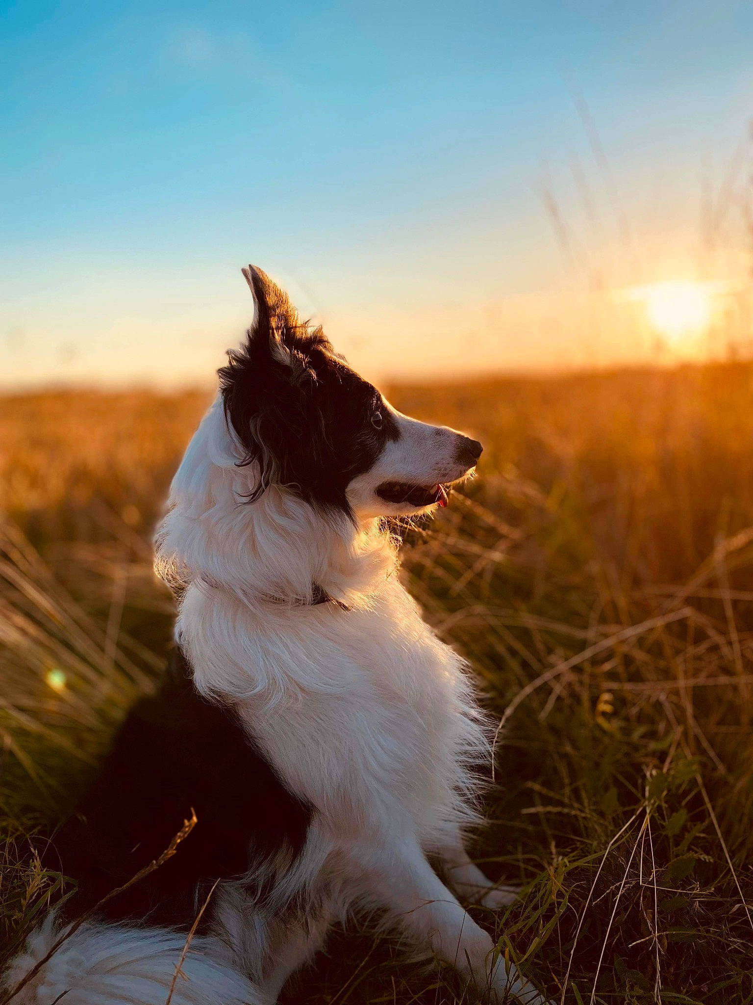 Nike participe au concours pour gagner de l'argent avec cette photo : backlighting, border_collie, carnivore, cloud, collie, companion_dog, dog, dog_breed, flash_photography, grass, grassland, happy, herding_dog, landscape, people_in_nature, plant, rough_collie, scotch_collie, shetland_sheepdog, sky