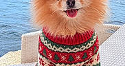 Ella joined the competition — help win amazing prizes! animal, chair, christmas, cute, dog, festive, fluffy, green, holiday, outdoor, pet, pomeranian, portrait, red, sky, smiling, sweater, tongue_out, water, wicker
