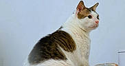 Winnie joined the competition — help win amazing prizes! cat, tabby, white, pet, animal, feline, sitting, indoor, bowl, ceramic, table, fur, whiskers, ears, alert, side_view, domestic, cute, companionship, curious