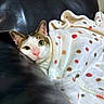 Winnie is registered to the contest to win money with this photo: cat, blanket, polka_dot, leather_couch, green_eyes, pink_nose, relaxed, cozy, indoor, pet, animal, fur, cute, resting, snug, soft_texture, warm, comfort, domestic, portrait