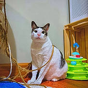 Winnie is registered to the contest to win money with this photo: cat, indoor, rope, toy, wooden_floor, curious, pet, playful, white_cat, tabby, animal, feline, looking_up, floor, cozy, home, entangled, colorful_toy, wide_eyes, domestic_cat