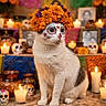 Winnie is registered to the contest to win money with this photo: altar, candle, cat, celebration, colorful, day_of_the_dead, decoration, face_paint, festive, flower_crown, holiday, indoors, marigold, pattern, portrait, sitting, skull, traditional, vibrant, white_cat