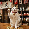 Winnie is registered to the contest to win money with this photo: animal, asian_style, beckoning_cat, cat, coins, cute, decor, feline, figurines, golden_bell, indoor, japanese_lanterns, maneki_neko, paw_raised, pet, pottery, red_collar, shelf, traditional, wooden_table