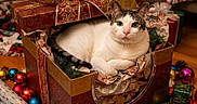 Winnie is registered to the contest to win money with this photo: bow, cat, christmas_tree, cozy, cute, decorations, domestic_cat, festive, floor, gift_box, holiday, holiday_decor, holiday_season, indoor, ornaments, pinecones, present, relaxing, ribbon, wrapping_paper
