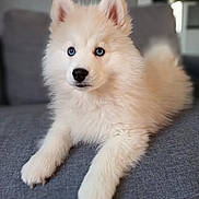 Aïko a rejoint le concours — aidez-le/la à gagner de superbes lots ! adorable, animal, blue_eyes, companion, couch, cute, dog, domestic, fluffy, friend, furniture, house, indoor, lying_down, pet, portrait, puppy, relaxed, white_fur, young_dog