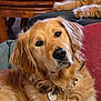 Naya participe au concours pour gagner de l'argent avec cette photo : golden_retriever, dog, cat, paws, cushion, wooden_furniture, indoor, pet, collar, heart_shaped_tag, furry, curious, relaxed, cozy, closeup, animal, companion, home, mammal, domestic